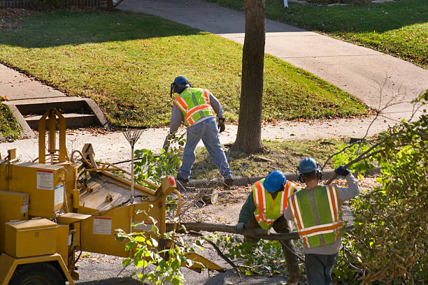 Oceano, CA Tree Removal and Landscaping Services Company